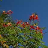arancioC7DL7776