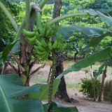 bananoC7DL8380