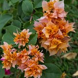 bouganC7DL1363