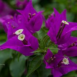 bouganC7DL1385
