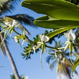 orchideeC7DL8729