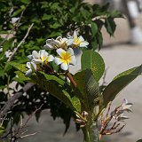 plumerieC7DL7943