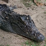 coccodrilloC7DL1450